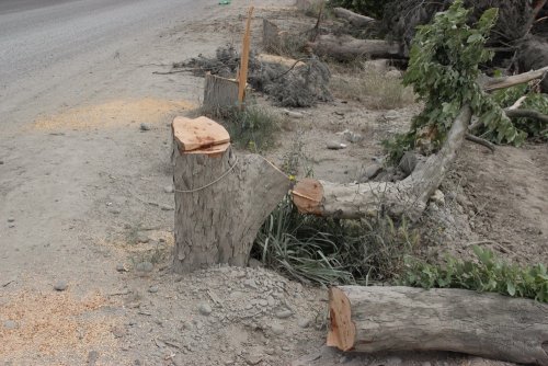 Вырубка в Адлере под видом олимпийского строительства